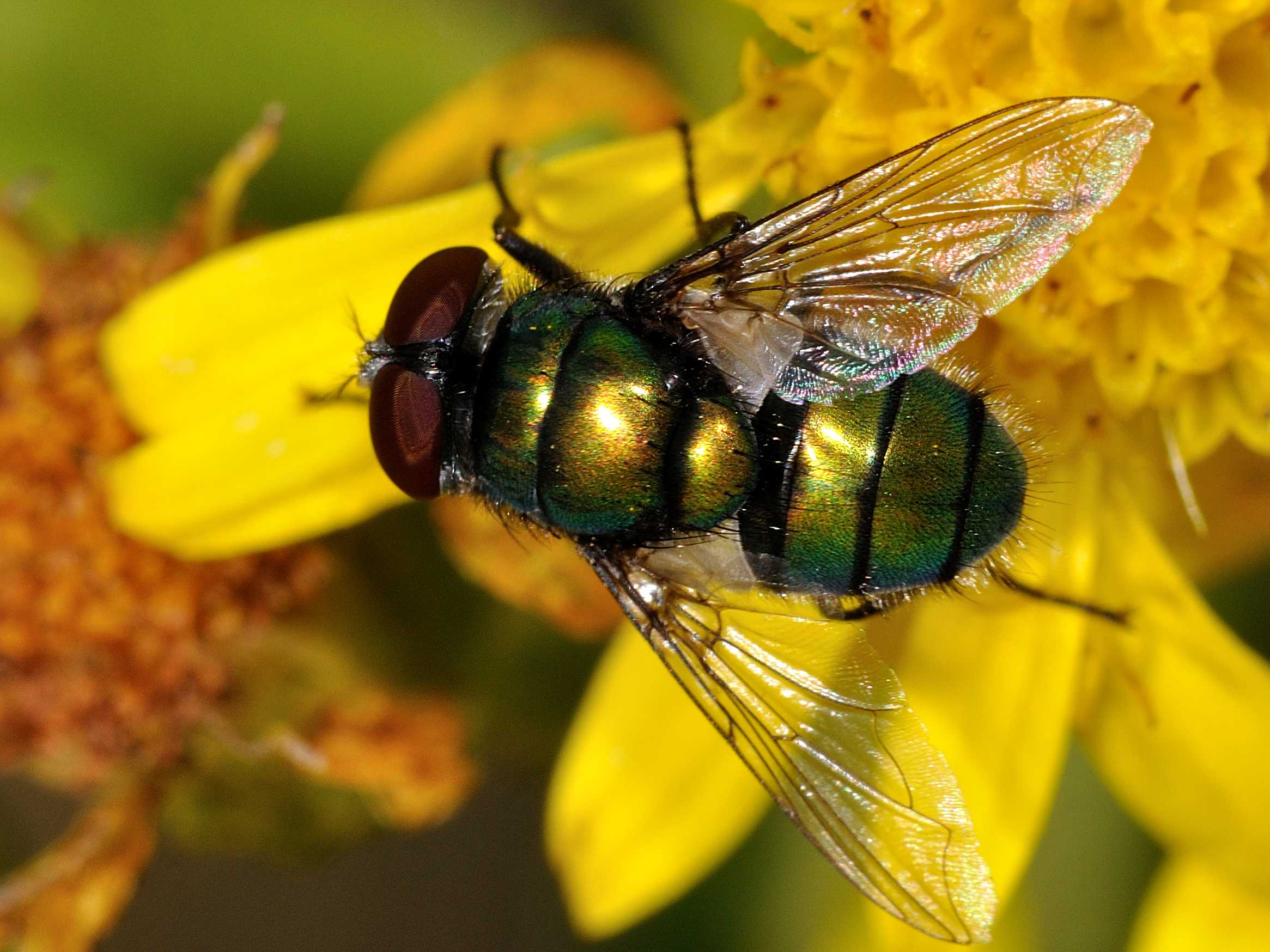 ID Calliphoridae